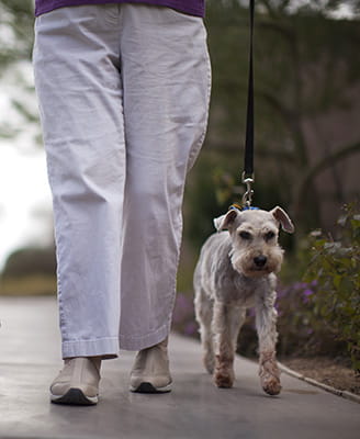 Dog on a leash being walked