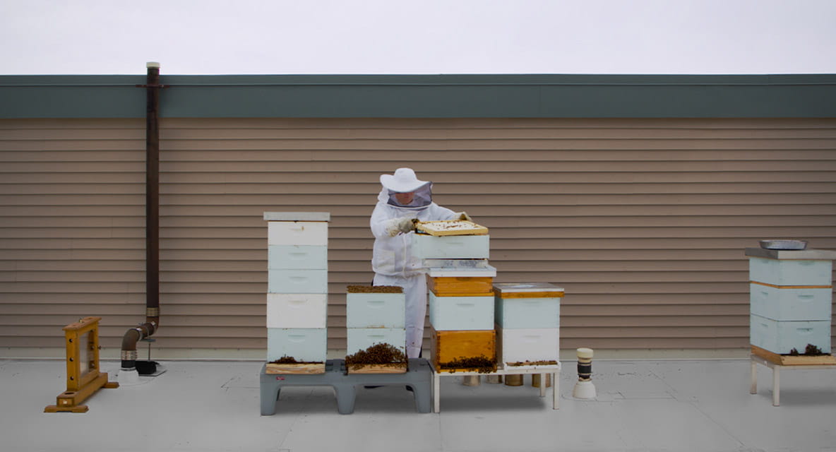 Vi at Highlands Ranch apiary.