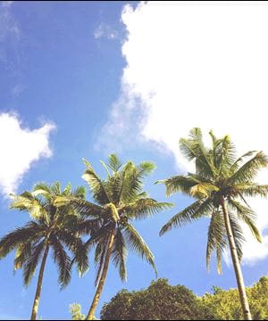 Sunny skies and palm trees.