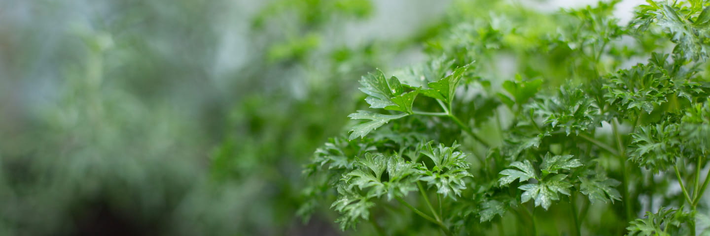 A close-up photo of parsley.