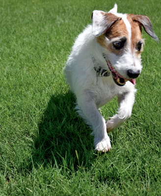 A small dog in the grass.