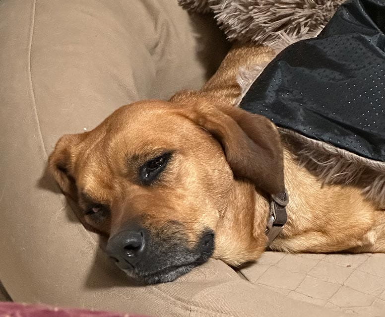 A dog laying down inside.